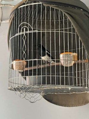 Bộ chìa vôi. Mua bán Chim tại Quận Bình Thạnh Tp Hồ Chí Minh được đăng bởi Họa Mi