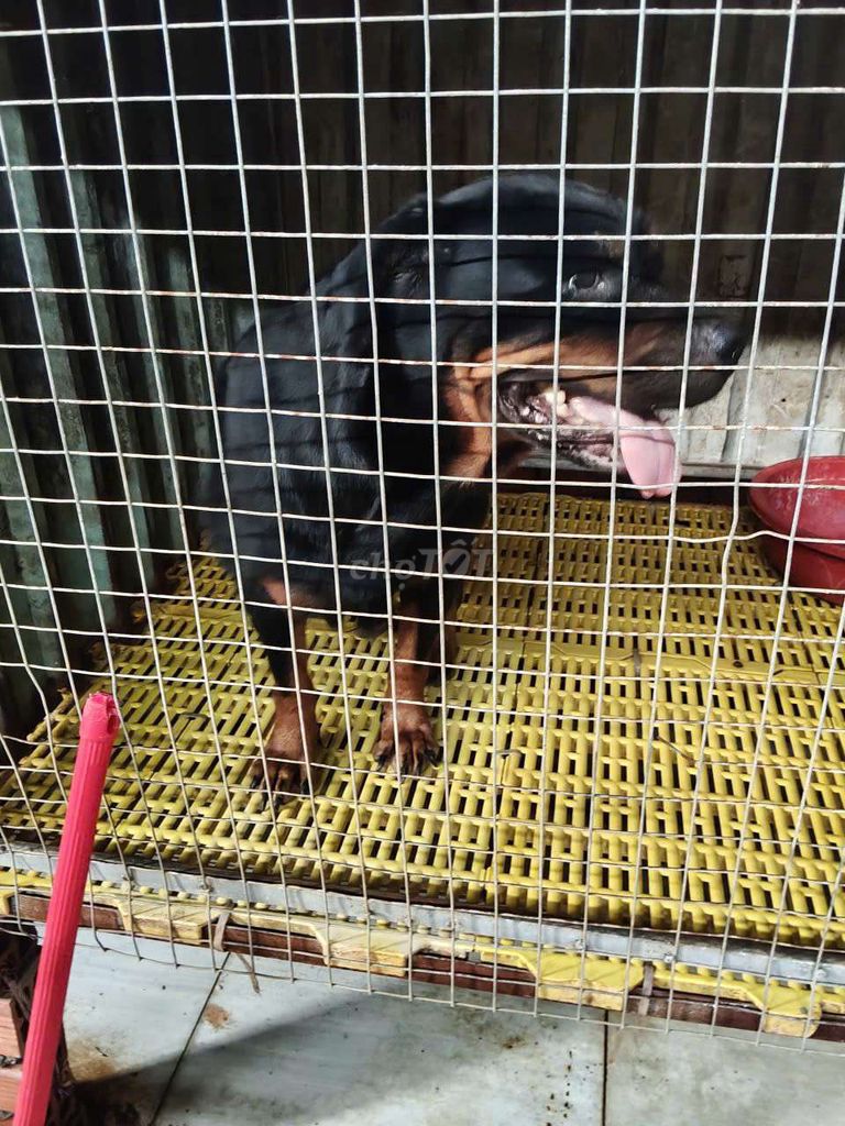 chó Rottweiler cái 3 tuổi thuần chủng. Mua bán Chó tại Thị xã Bến Cát Bình Dương được đăng bởi Malinois bình dương  hình 5