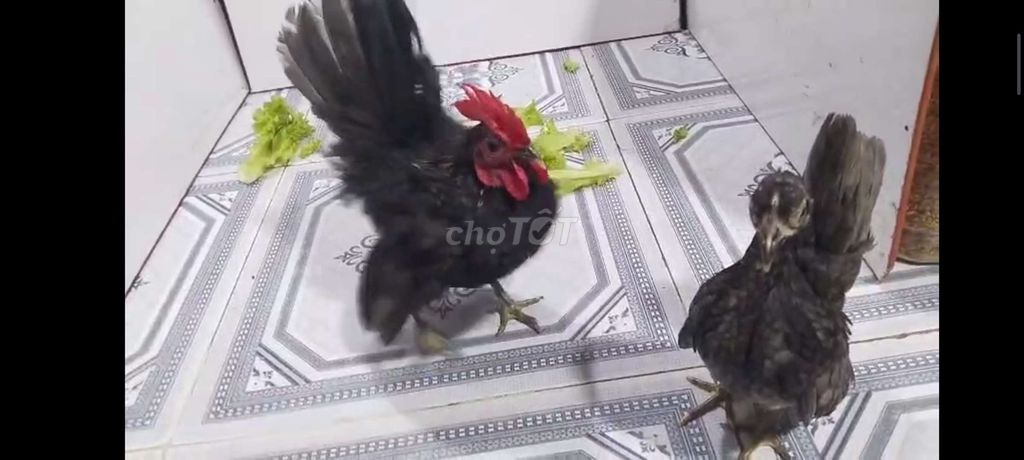 gà SERAMA CẶP TRỐNG MÁI Ô 38. Mua bán Gà tại Quận 8 Tp Hồ Chí Minh được đăng bởi THUẬN PHÁT SERAMA hình 6