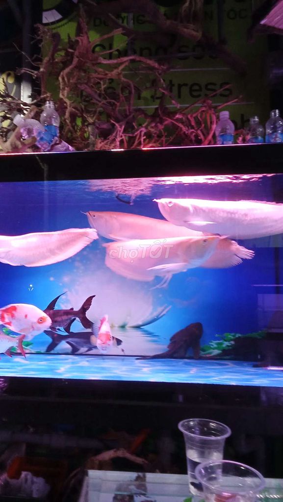 Cá Ngân Long Albino 60cm. Mua bán Thú cưng khác tại Thành phố Dĩ An Bình Dương được đăng bởi balabal hình 1