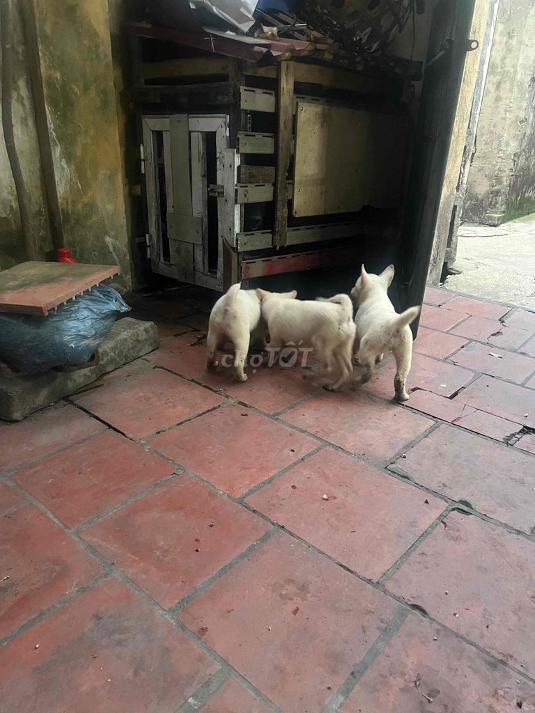 Chó lai màu Trắng. Mua bán Chó tại Huyện Gia Lâm Hà Nội được đăng bởi duy vinh hình 1