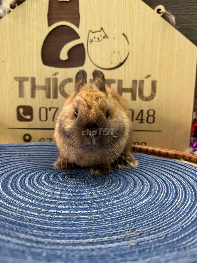 Thỏ hà lan lùn đực giống bố mẹ nhập. Mua bán Thú cưng khác tại Quận Ninh Kiều Cần Thơ được đăng bởi Nông Trại Gu Thích Thú  hình 1