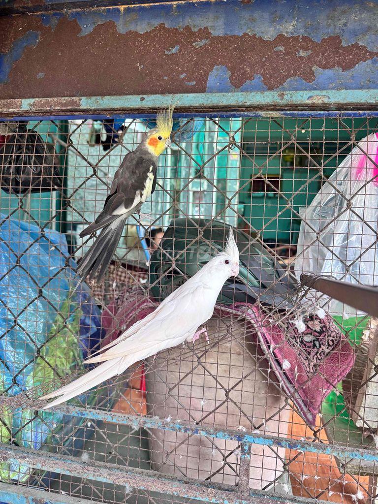 Chim Cockatiel Trắng Xám vàng. Mua bán Chim tại Quận Ô Môn Cần Thơ được đăng bởi Gia Bảo hình 1