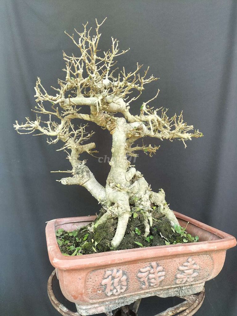Cây cảnh Duối Thuần chậu lâu năm. Mua bán Cây cảnh, đồ trang trí tại Huyện Ý Yên Nam Định được đăng bởi Đinh Cúc hình 1