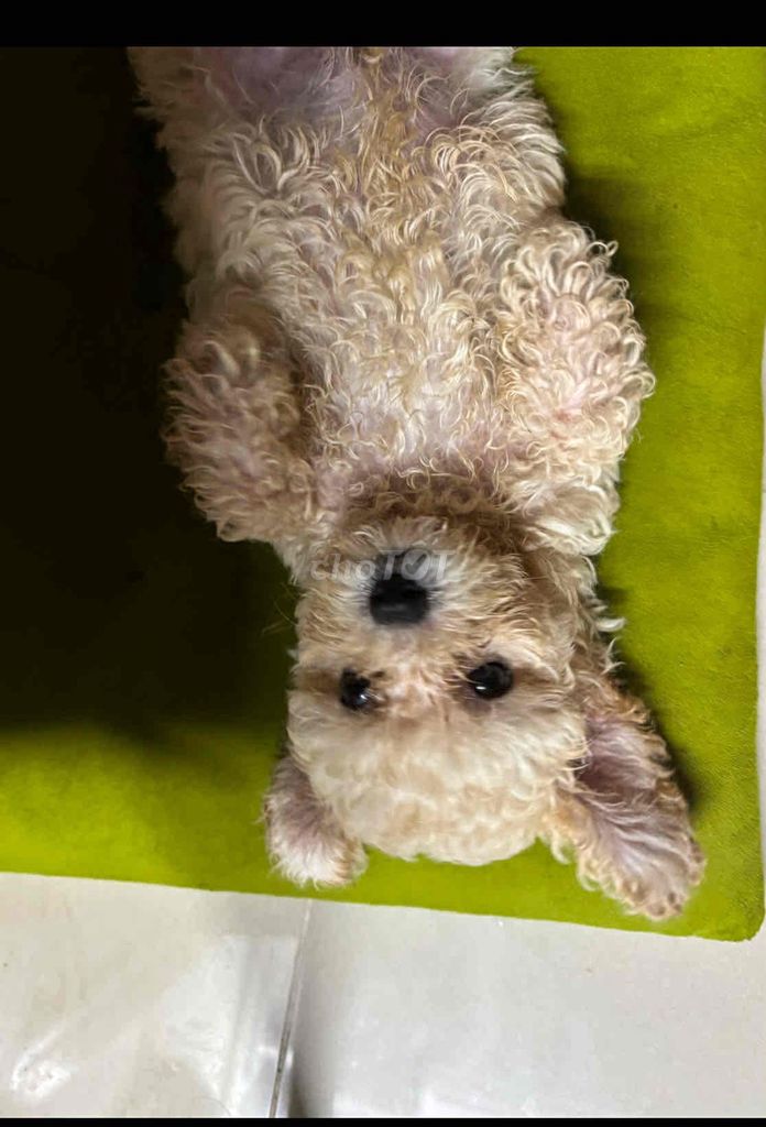 Chó Poodle trắng kem. Mua bán Chó tại Quận Bình Tân Tp Hồ Chí Minh được đăng bởi Tiên Nguyễn hình 1