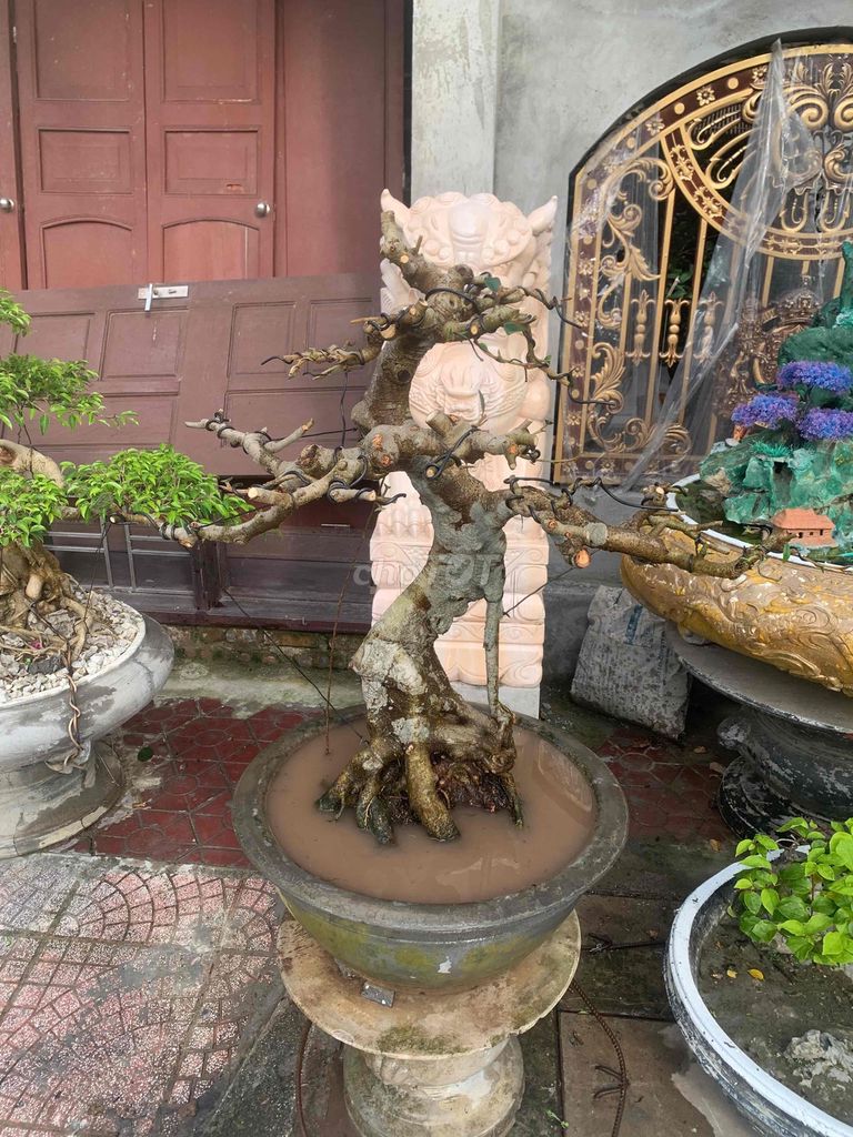 Cây cảnh Đa lông búp đỏ Bonsai. Mua bán Cây cảnh, đồ trang trí tại Quận Kiến An Hải Phòng được đăng bởi Cảnh Dương hình 1