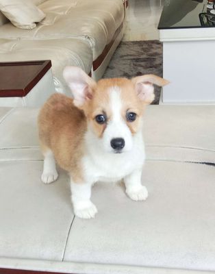 Trại Chó Hoàng Dũng. Corgi Siêu Đẹp 💖💖💖