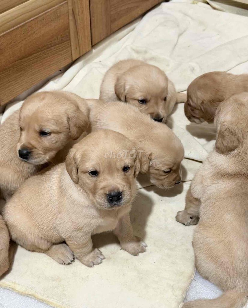 Chó Golden Retriever Vàng kem đã tiêm phòng. Mua bán Chó tại Quận Liên Chiểu Đà Nẵng được đăng bởi Anh Pet Shop hình 1