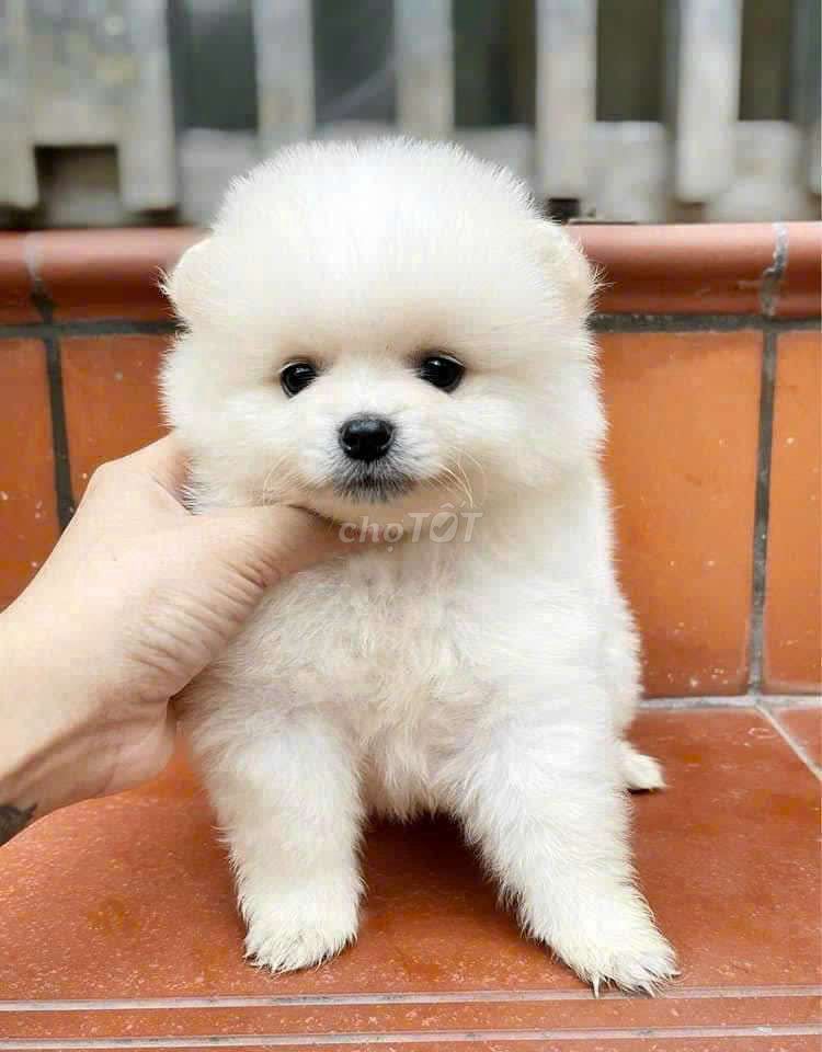 Chó Phốc Sóc Mini trắng Lanh. Mua bán Chó tại Quận 6 Tp Hồ Chí Minh được đăng bởi Tiệm Pet Nhà Mun hình 4
