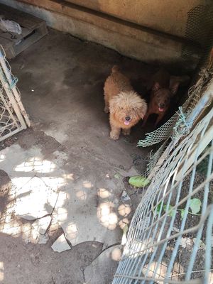 Mình phải đi làm bận không có thời gian chăm