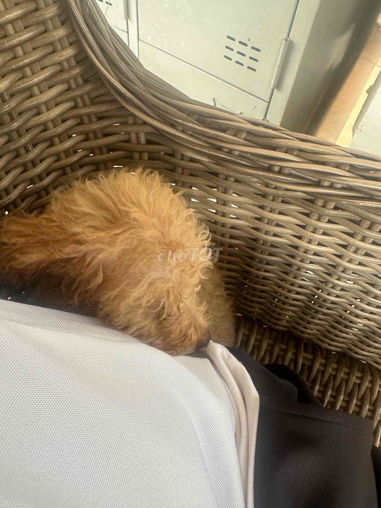 Chó Poodle Nâu vàng. Mua bán Chó tại Huyện Lâm Hà Lâm Đồng được đăng bởi Sỹ hình 1