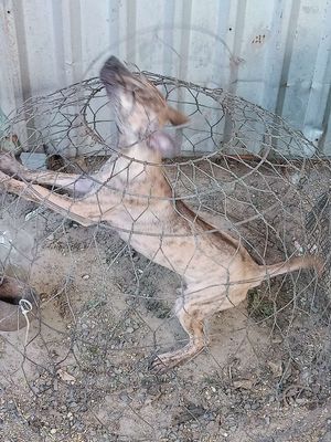 Chó Phú Quốc vện cái phả Vip