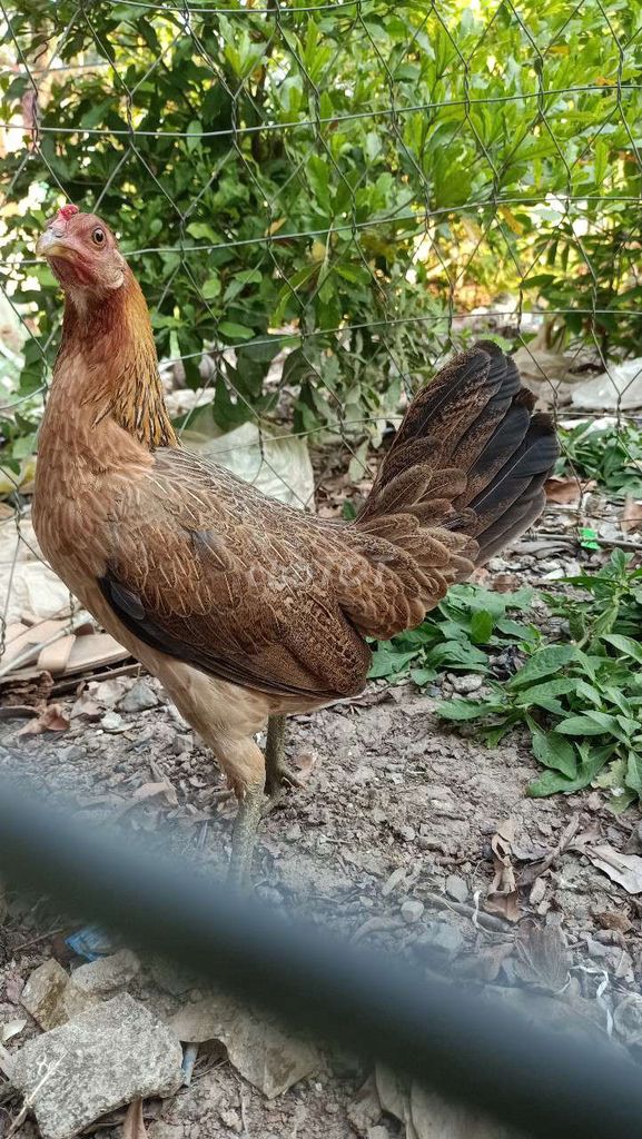 Gà tre mái 1.1kg màu Nâu. Mua bán Gà tại Huyện Châu Thành A Hậu Giang được đăng bởi Hoàng hình 1