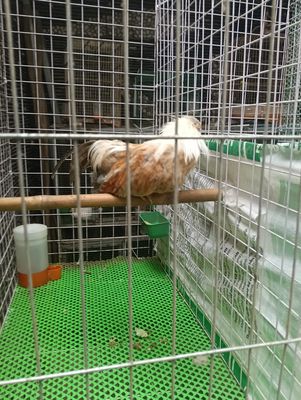 Cần bay ít gà tre Tân Châu. Mua bán Gà tại Thành phố Thủ Dầu Một Bình Dương được đăng bởi Tân 