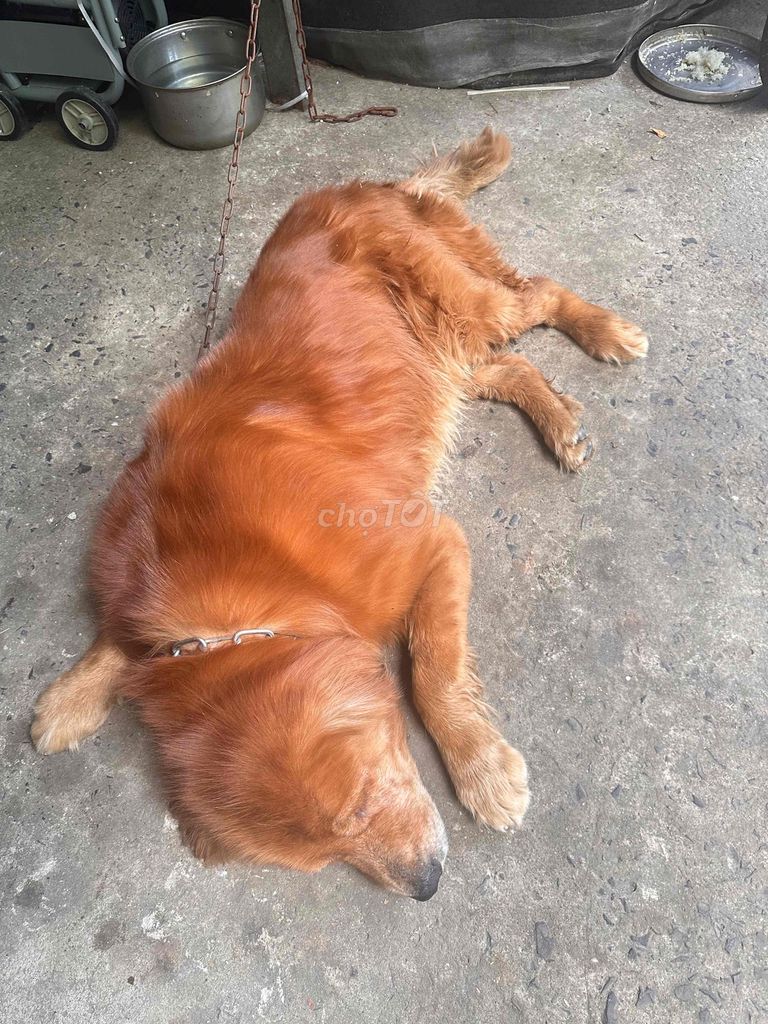 Chó Golden Retriever đực 5 tuổi Vàng. Mua bán Chó tại Quận Bình Tân Tp Hồ Chí Minh được đăng bởi THANh QUYỀN  hình 1