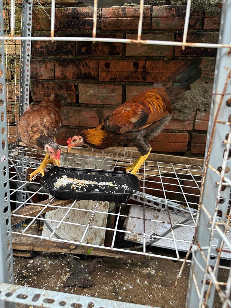 gà tre giống size tơ vài tháng tuổi. Mua bán Gà tại Huyện Củ Chi Tp Hồ Chí Minh được đăng bởi nguyễn quốc Thắng hình 1