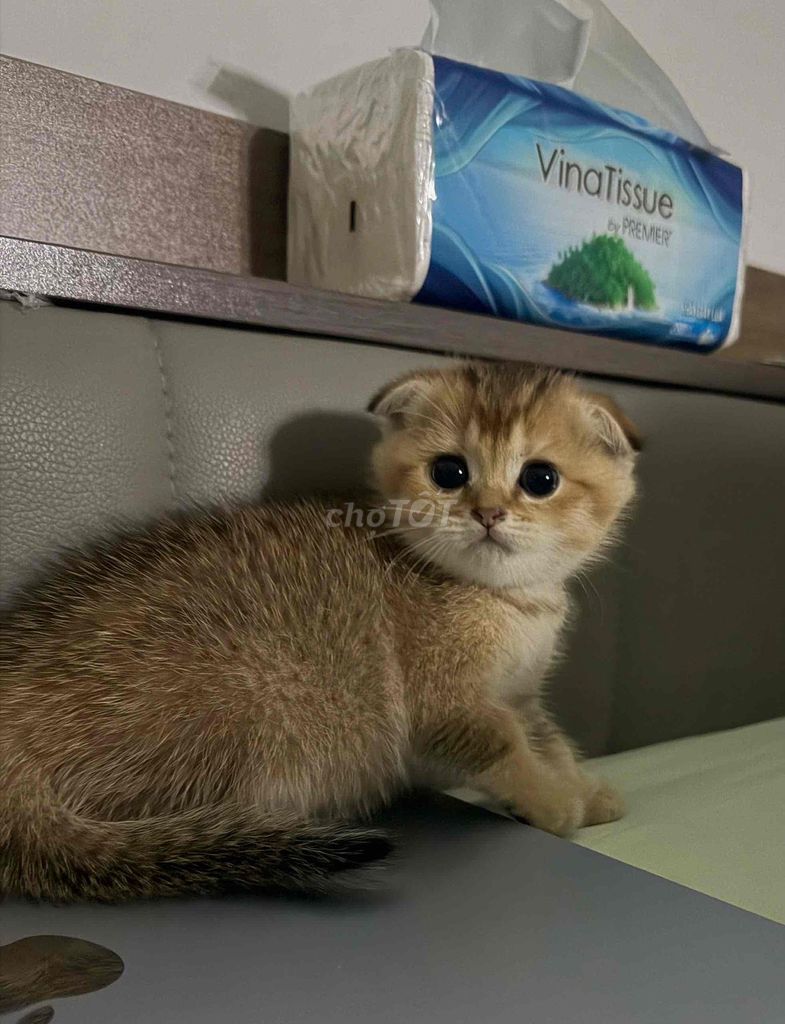 Mèo ALN tai cụp cái Vàng 5 tuần. Mua bán Mèo tại Quận Bình Thạnh Tp Hồ Chí Minh được đăng bởi Thiên Quân hình 1