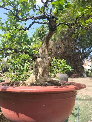 Nguyệt quế bonsai