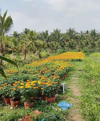 Đất Mặt Lộ Đẹp. Mua bán đất tại Huyện Chợ Gạo Tiền Giang được đăng bởi Thanh Tình