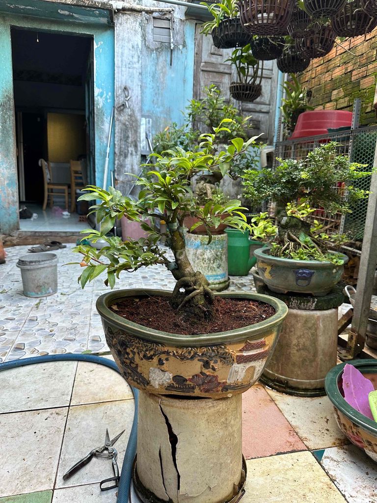 Mai vàng bonsai mini siêu bông mịn. Mua bán Cây cảnh, đồ trang trí tại Huyện Củ Chi Tp Hồ Chí Minh được đăng bởi nguyễn quốc Thắng hình 1