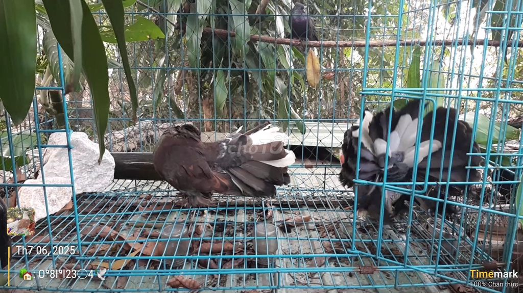 Cặp xòe ẤN - Đúng XY - TƠ. Mua bán Chim tại Huyện Bắc Tân Uyên Bình Dương được đăng bởi SEE TINH Pigeons v SEE TÌNH Bồ Câu Kiểng hình 2