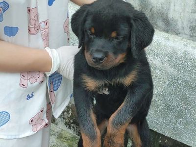 Cho Rottweiler cái đực. Mua bán Chó tại Thành phố Nha Trang Khánh Hòa được đăng bởi thuy tran