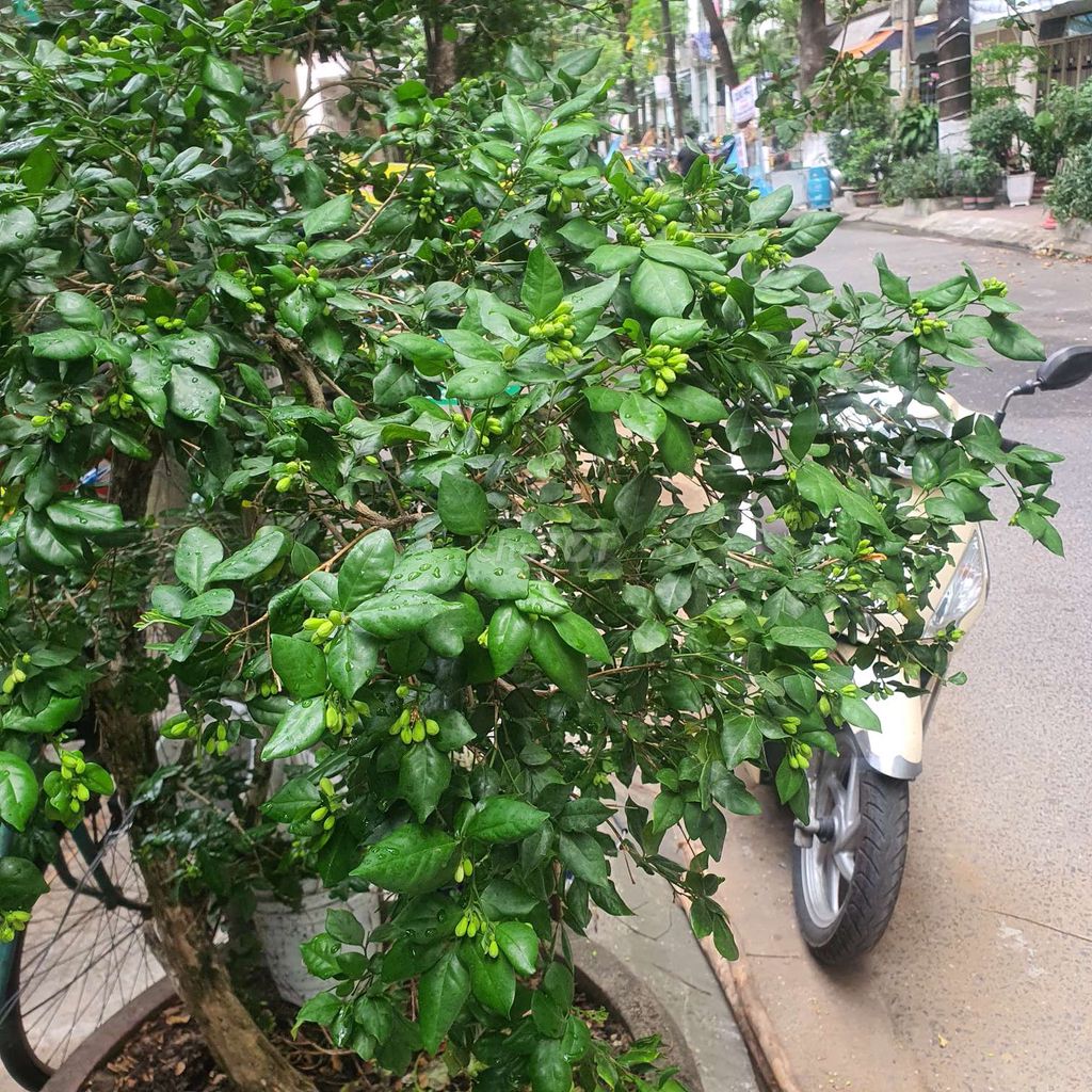 Cây cảnh Nguyệt quế lá xoăn. Mua bán Cây cảnh, đồ trang trí tại Quận Hải Châu Đà Nẵng được đăng bởi matheu hình 1