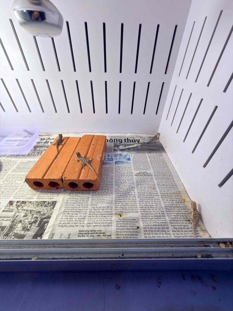 Rồng Úc 1 tháng tuổi. Mua bán Thú cưng khác tại Quận 1 Tp Hồ Chí Minh được đăng bởi B3 26 Quang Huynh hình 1