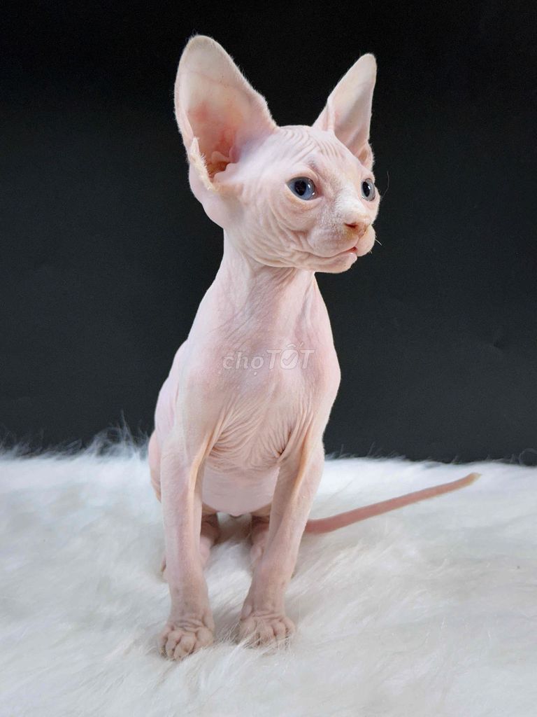 Bé mèo không lông trắng. Mua bán Mèo tại Quận Đống Đa Hà Nội được đăng bởi Trương Tuấn Giang hình 1