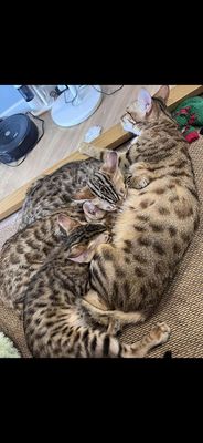 Mèo Bengal