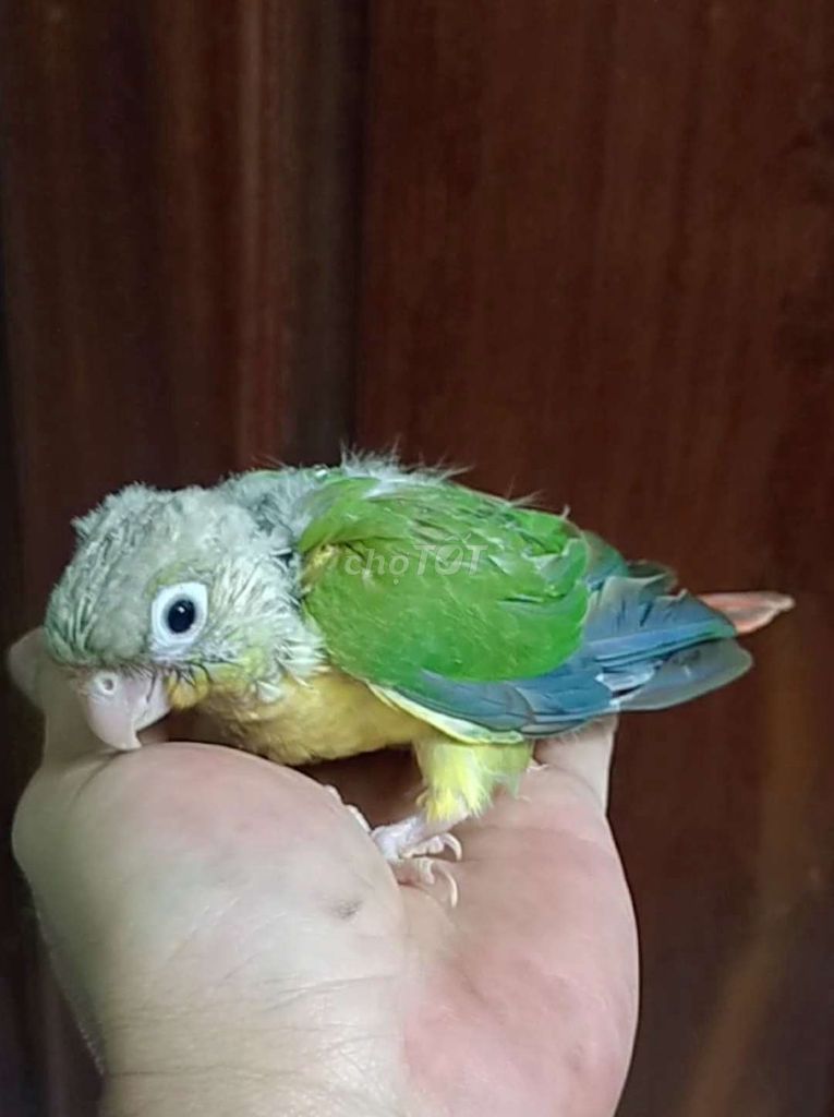 Vẹt Greencheck pineapple non. Mua bán Chim tại Huyện Hóc Môn Tp Hồ Chí Minh được đăng bởi Baby Bird hình 1