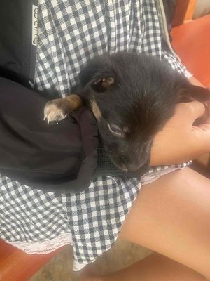 cho chó con. Mua bán Chó tại Huyện Gò Dầu Tây Ninh được đăng bởi Nguyễn Ngân Hoa