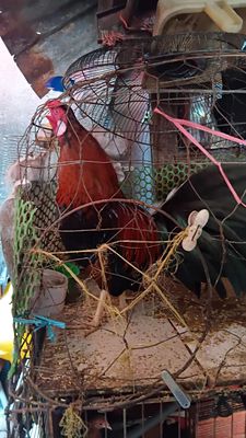 Gà Đỏ đen Đực