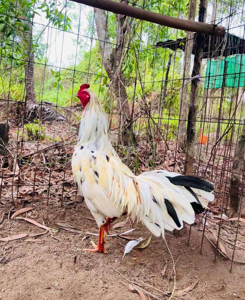ae về mau chơi. Mua bán Gà tại Thành phố Cà Mau Cà Mau được đăng bởi Minh  hình 1