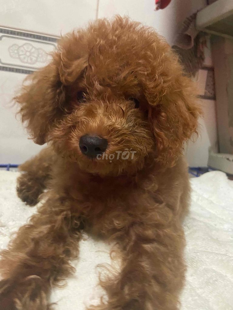 chó poodle nhà đẽ tìm về nhà mới