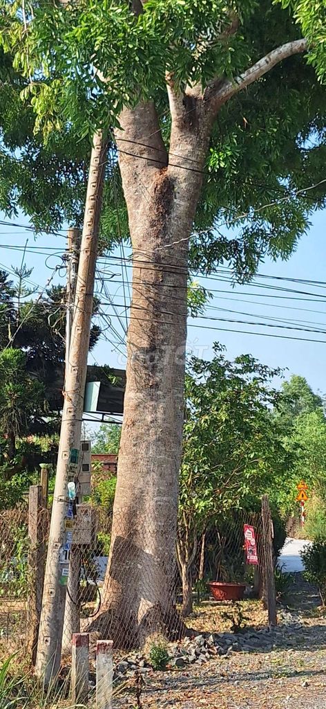 Cây cảnh Xà cừ Hoành to Lâu năm. Mua bán Cây cảnh, đồ trang trí tại Huyện Gò Dầu Tây Ninh được đăng bởi Phố hình 1