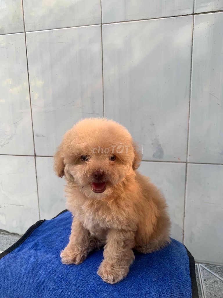 Chó Poodle cái nâu vàng đã tiêm mũi 1. Mua bán Chó tại Huyện Cần Giuộc Long An được đăng bởi Hong Hong hình 1