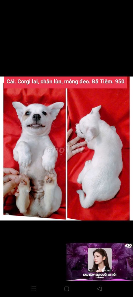 Chó Chihuahua lai cái Đen vàng đã tiêm. Mua bán Chó tại Huyện Hóc Môn Tp Hồ Chí Minh được đăng bởi fb NH Táo bán điện thoại và chó mèo có ship hình 1