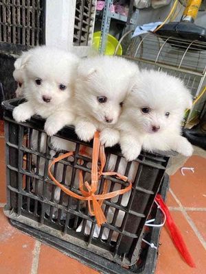 Chó Phốc Sóc nhật mini