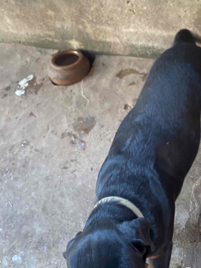 Chó Rottweiler 1 tuổi đã tiêm chủng. Mua bán Chó tại Huyện Nhà Bè Tp Hồ Chí Minh được đăng bởi Hoài Phú hình 1