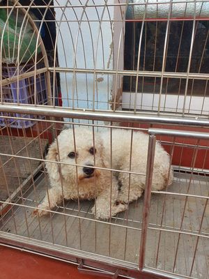 Chó Poodle cái 1 năm tuổi