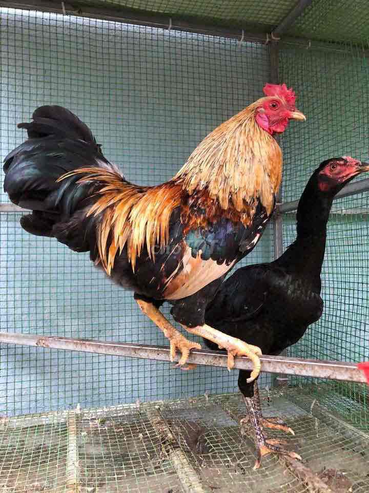 Gà tre Đa sắc Đực. Mua bán Gà tại Huyện An Lão Hải Phòng được đăng bởi Hải Bèo hình 1