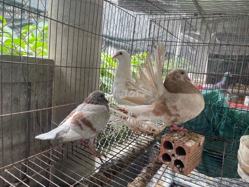 chuyên cung cấp bồ câu nhật bồ câu pháp. Mua bán Chim tại Quận Bình Tân Tp Hồ Chí Minh được đăng bởi Nông Trại Xanh Phương Nam hình 1