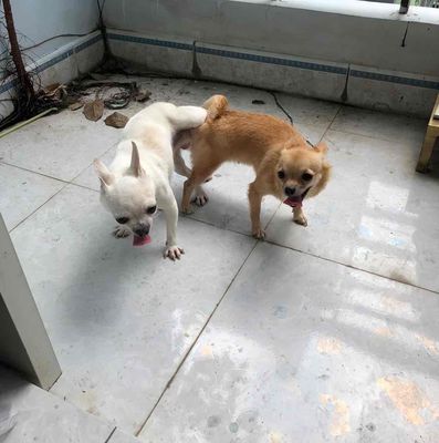 Chó Chihuahua Cái Nâu vàng, Trắng đã phối