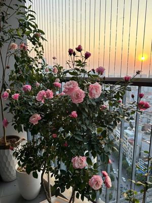 BÁN NHANH CĂN HỘ TOÀ HAN JIADIN NHÀ ĐẸP VIEW ĐẸP TẦNG ĐẸP - GIÁ ĐẸP. Mua bán căn hộ/chung cư tại Quận Bắc Từ Liêm Hà Nội được đăng bởi Lụa chuyên chung cư hà Nội