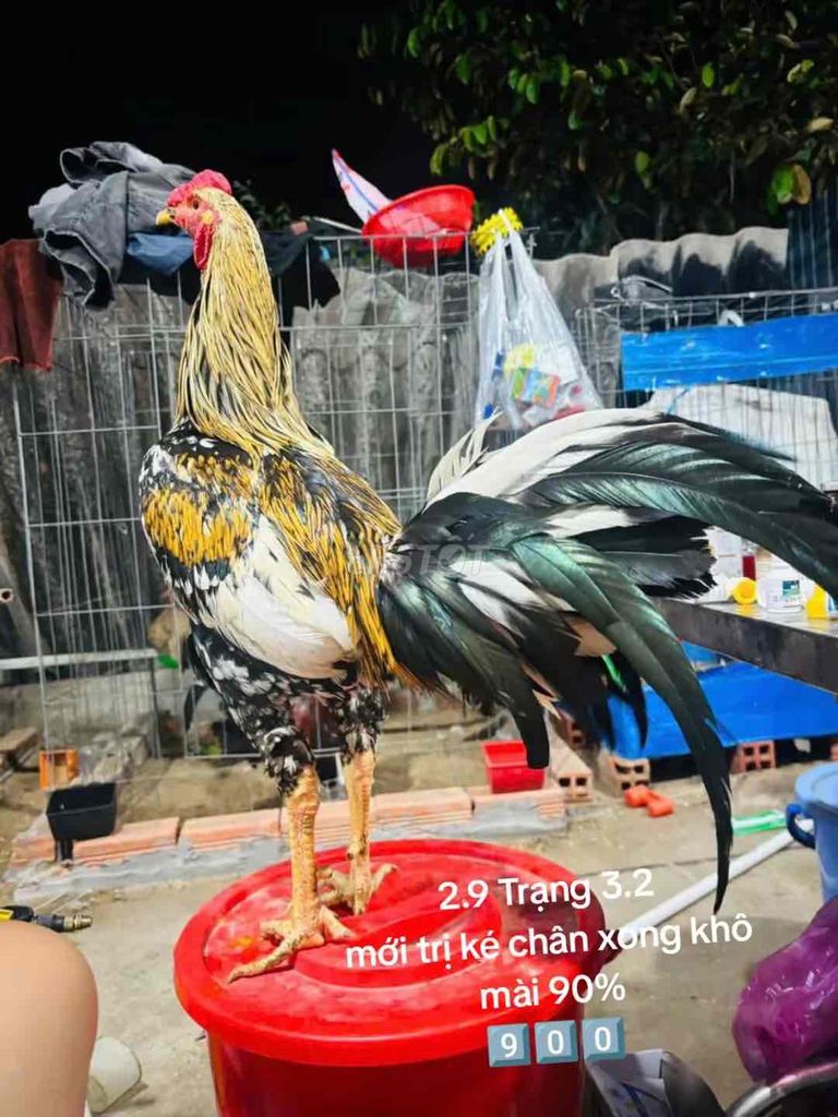 Nồi Niêu Son chảo 2.9 Trạng 3.2. Mua bán Gà tại Quận Gò Vấp Tp Hồ Chí Minh được đăng bởi Gà Lấu Gò Vấp hình 1