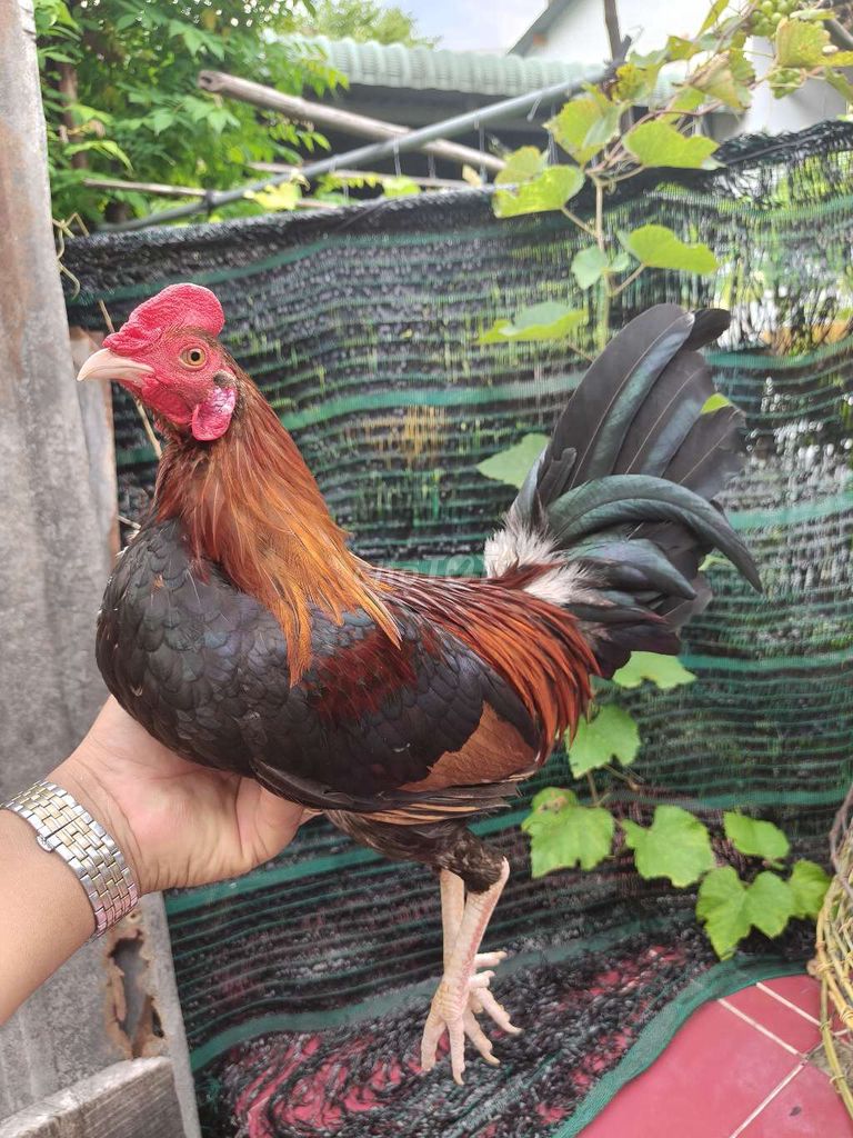 Siu mỹ trang 1k3 tay 1cuc log mới ze chơi liên đc. Mua bán Gà tại Thành phố Thủ Dầu Một Bình Dương được đăng bởi Thanh Tiền hình 5