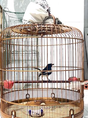 Than bổi 1 mùa. Mua bán Chim tại Quận Bình Tân Tp Hồ Chí Minh được đăng bởi Chí Tài