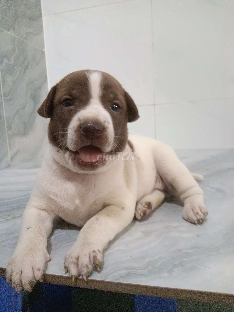 Chó Pitbull f tròn ú dễ thương ăn giỏi. Mua bán Chó tại Quận 6 Tp Hồ Chí Minh được đăng bởi Tăng Chí Lương  hình 1
