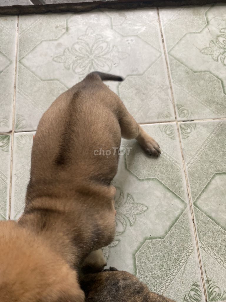 Bầy chó Phú quốc lai. Mua bán Chó tại Thành phố Tây Ninh Tây Ninh được đăng bởi Ánh Kim hình 2